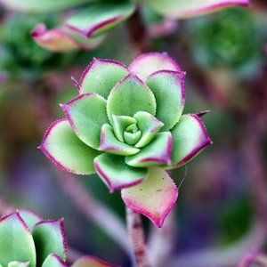 Meet your Posher, Alodie